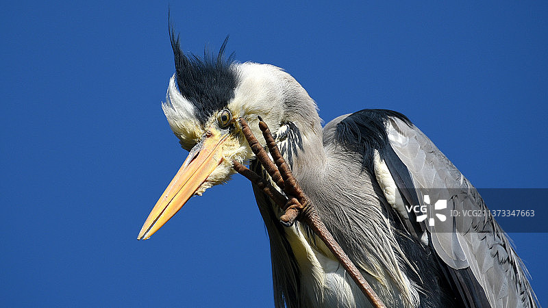苍鹭栖息在蓝色背景上的特写图片素材