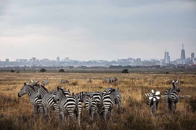 斑马在内罗毕肯尼亚的城市景观前的草原上图片素材