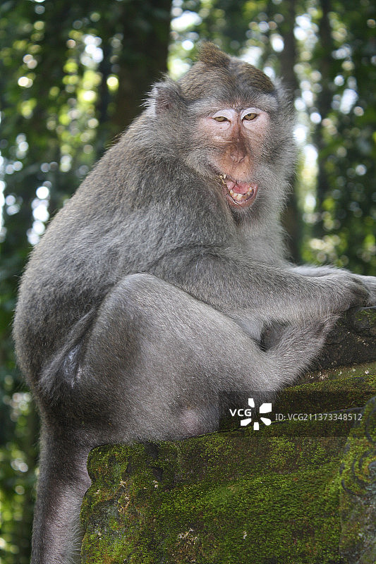 印尼科利穆图国家公园：低角度拍摄坐在树上的猕猴图片素材