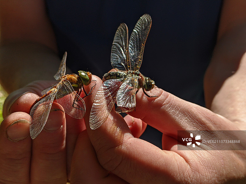 手部拿着蝴蝶的特写，女子拿着蝴蝶的身体中部图片素材
