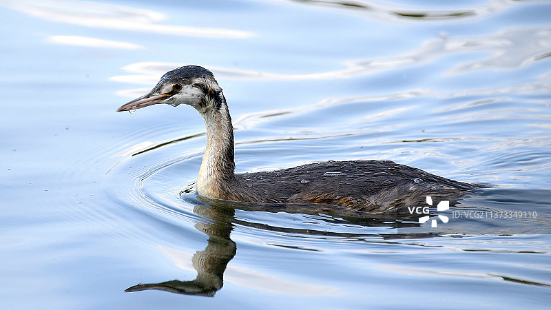 鸟在湖中游泳，水珠飞溅图片素材