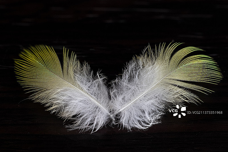 天使之翼图片素材