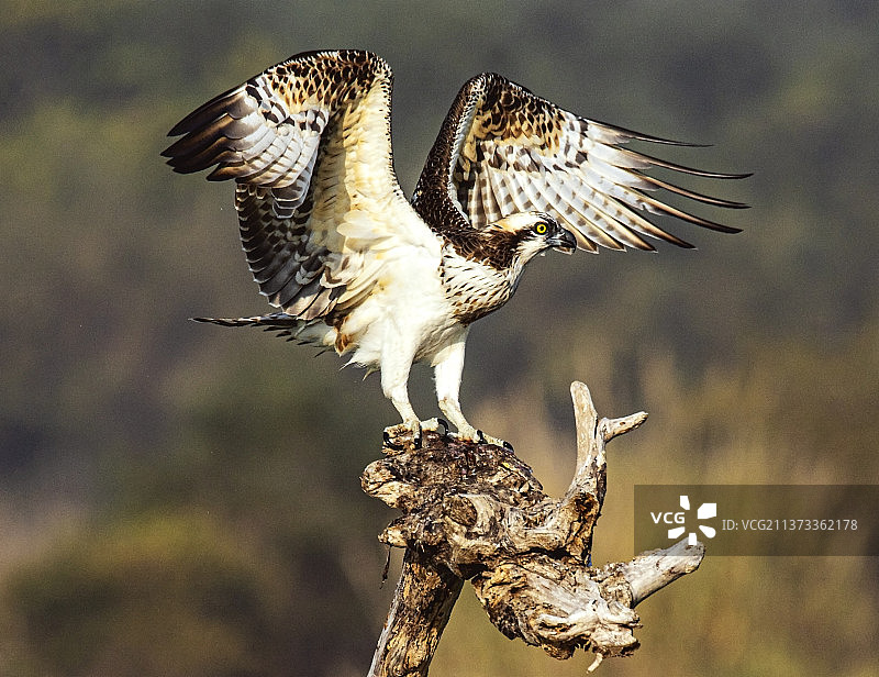 鹗.鱼鹰图片素材