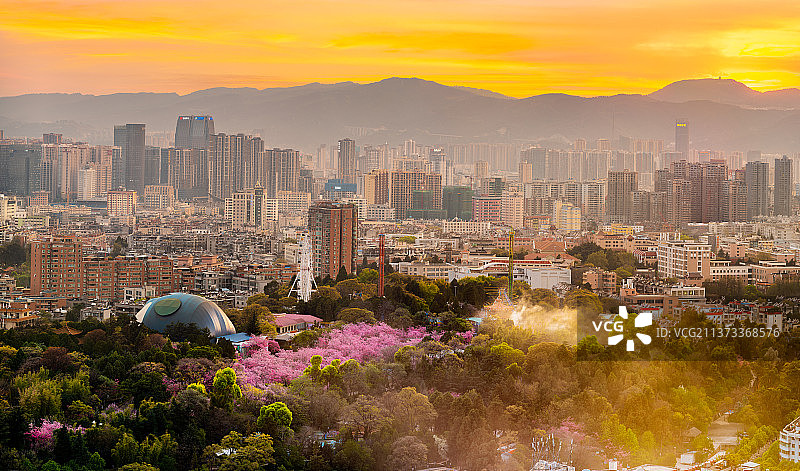 昆明圆通山樱花图片素材