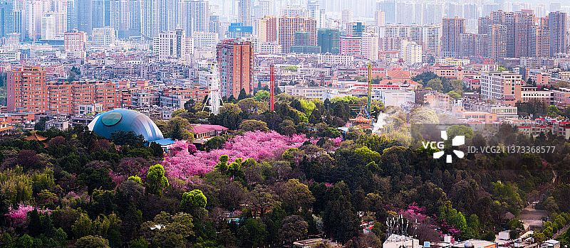 昆明圆通山樱花图片素材