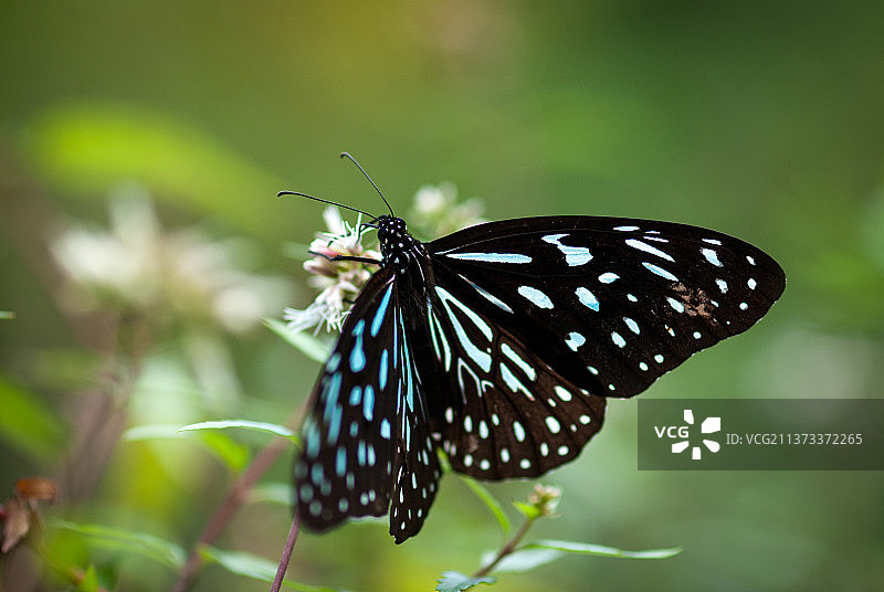 台北木栅动物园的野生啬青斑蝶图片素材