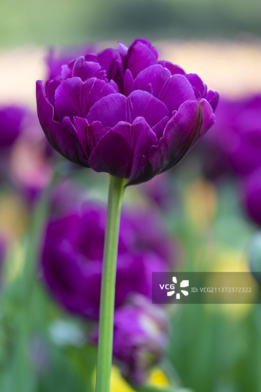 武汉植物园郁金香图片素材