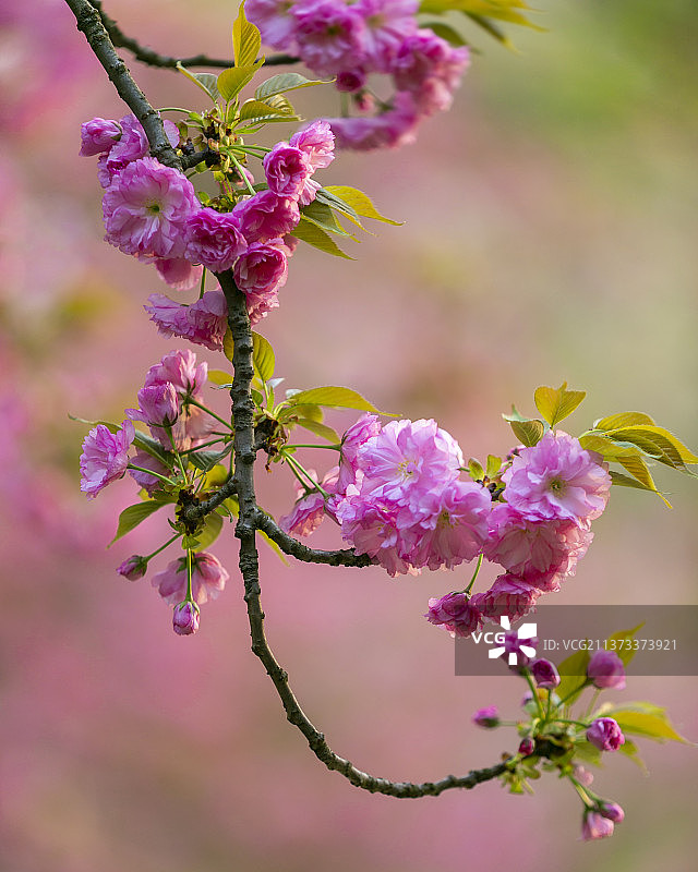 红色背景的樱花花簇特写图片素材
