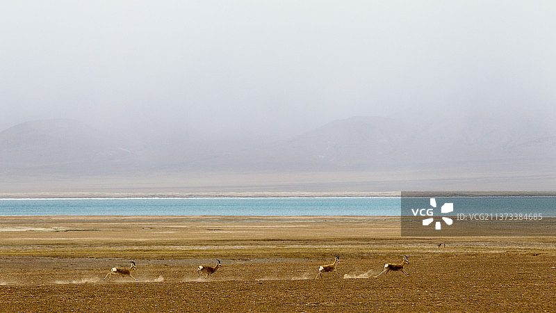 青海可可西里奔跑的藏羚羊图片素材