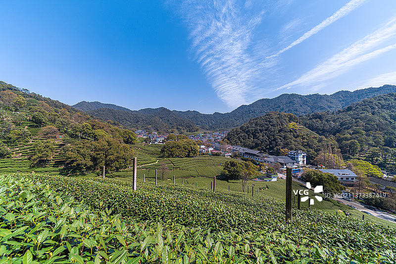 杭州梅家坞龙井茶茶田风光图片素材