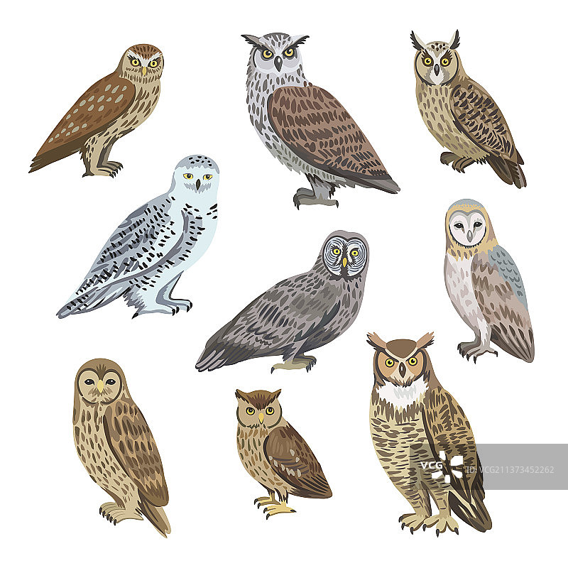 不同猫头鹰品种组合：谷仓、极地等图片素材