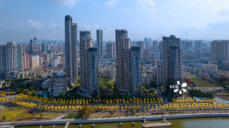 洲头咀公园的黄花风铃木图片素材