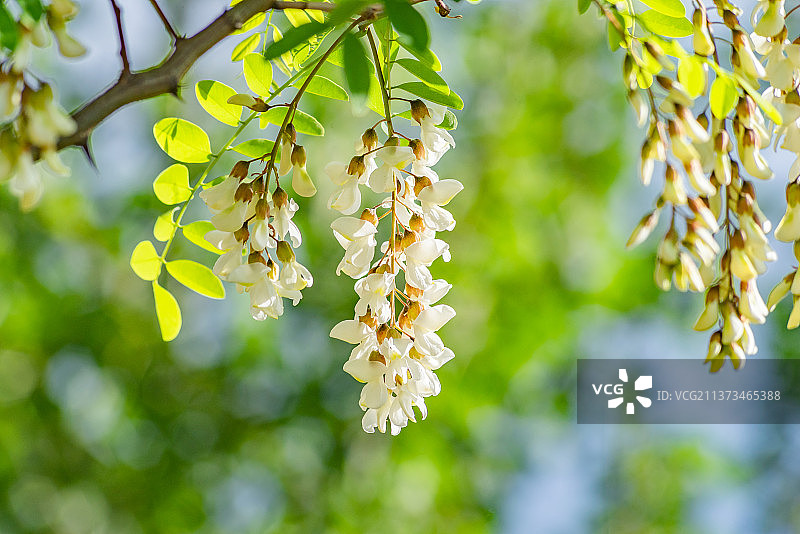 北京百花山刺槐树槐花盛开图片素材