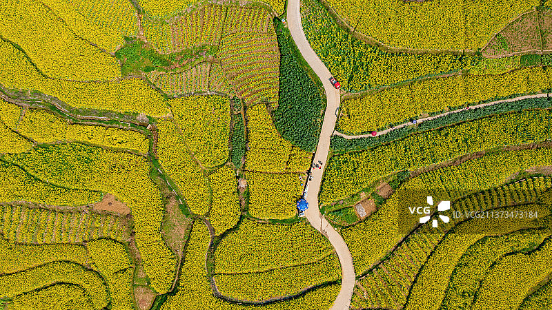 云阳栖霞镇油菜花图片素材