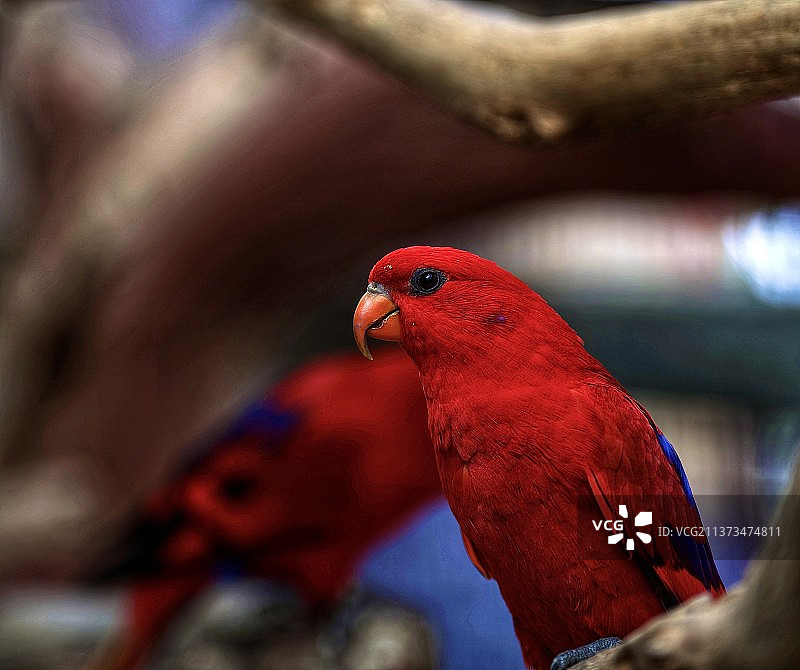 红鹦鹉图片素材