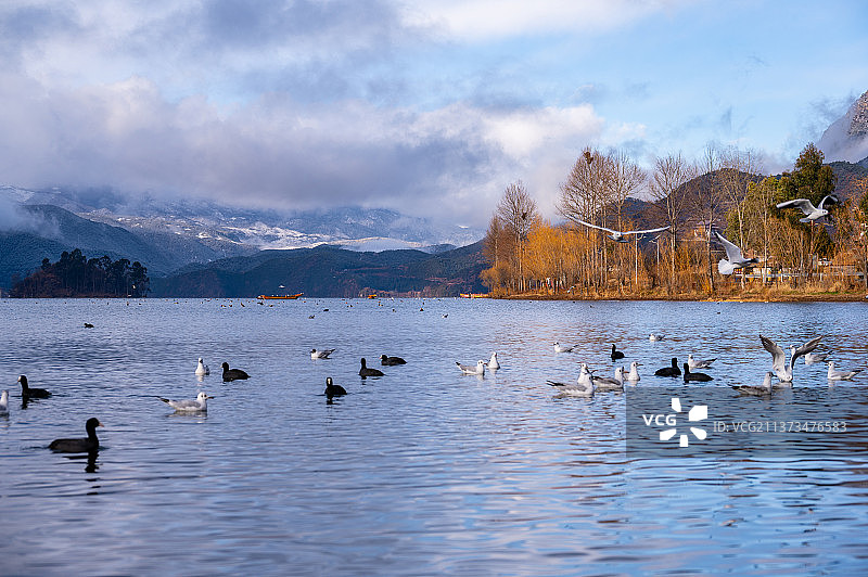 泸沽湖海鸥水面嬉戏图片素材