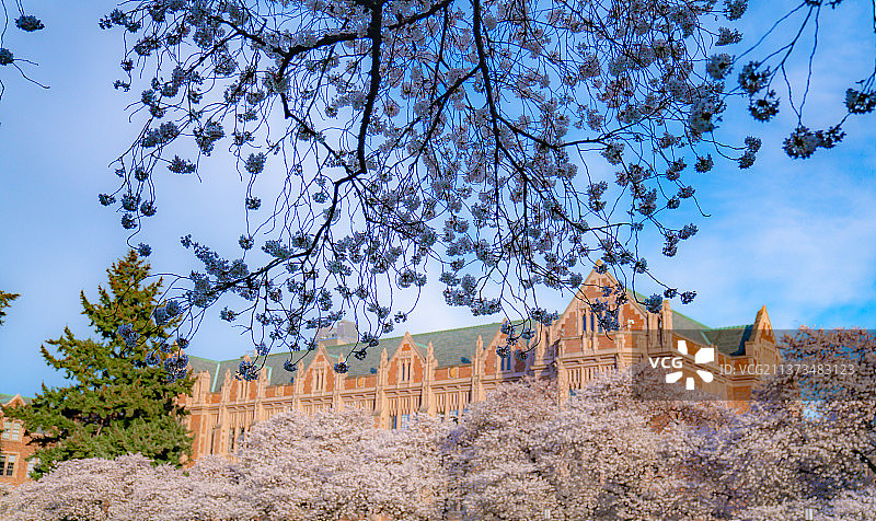 华大樱花图片素材