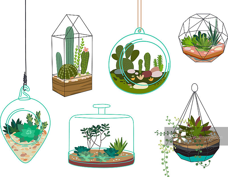 室内多肉植物和桉树图片素材