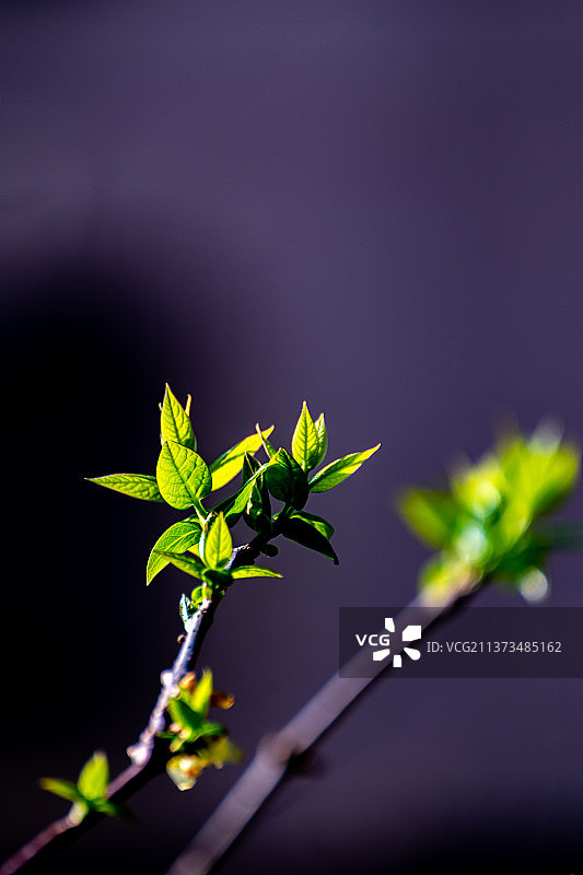 春风发新枝新枝生翠叶.春天里的新树叶图片素材