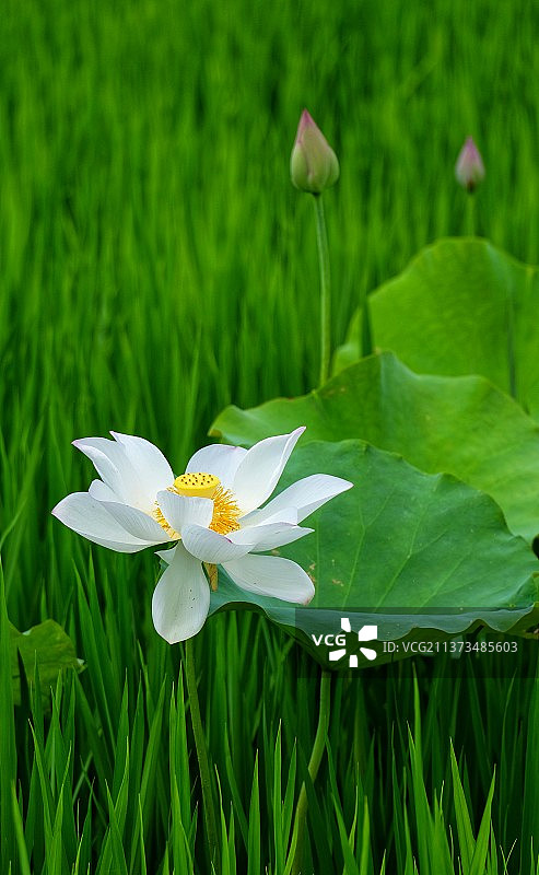 世界万物的美好图片素材