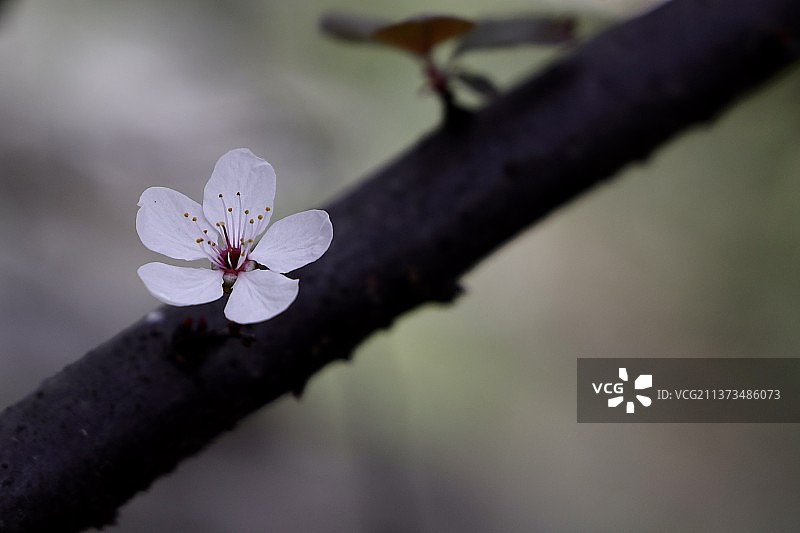 紫叶李图片素材