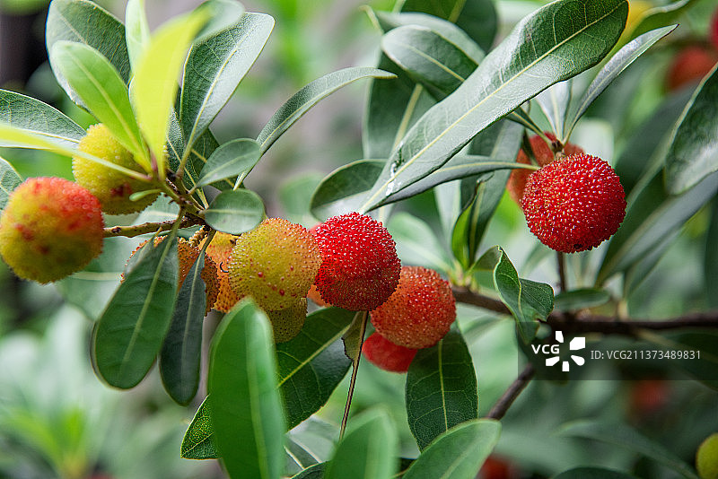 成熟的杨梅图片素材