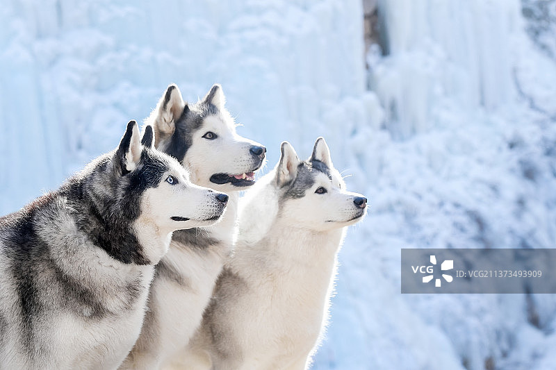 冰川上的阿拉斯加雪橇犬和哈士奇犬图片素材