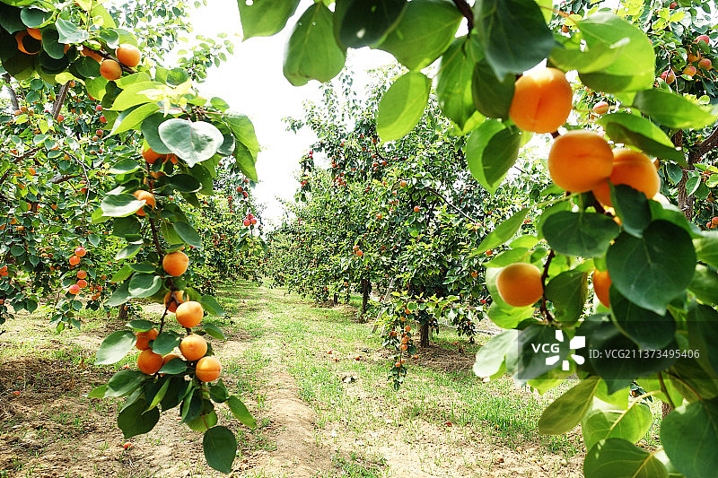 金黄色的杏图片素材