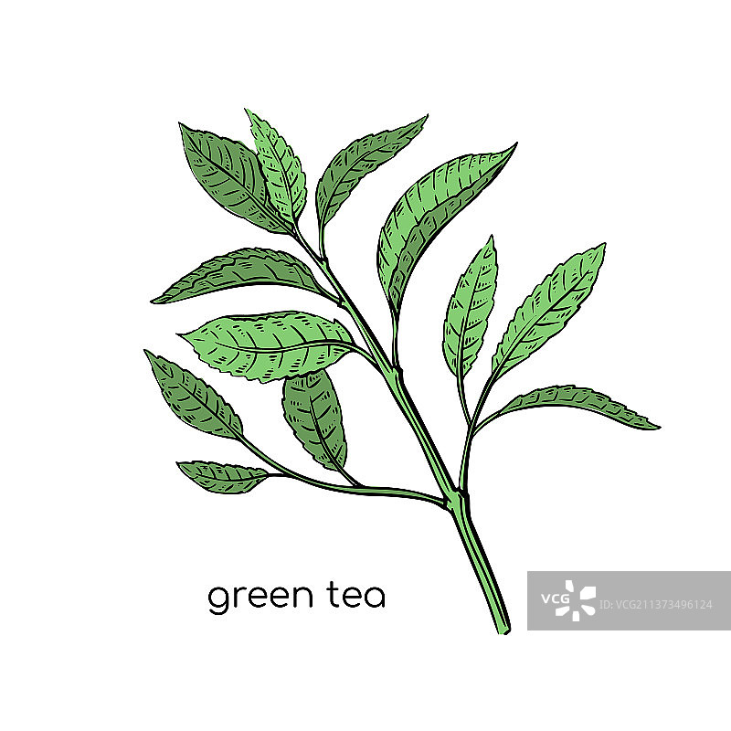 手绘风格的绿茶植物素描图片素材