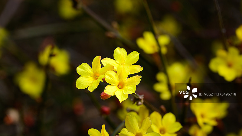 迎春花儿开图片素材