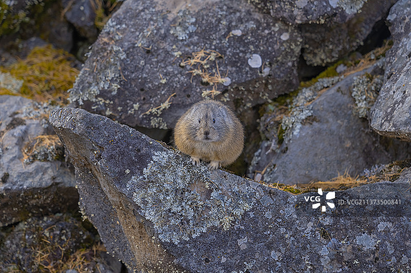 阿尔山鼠兔图片素材