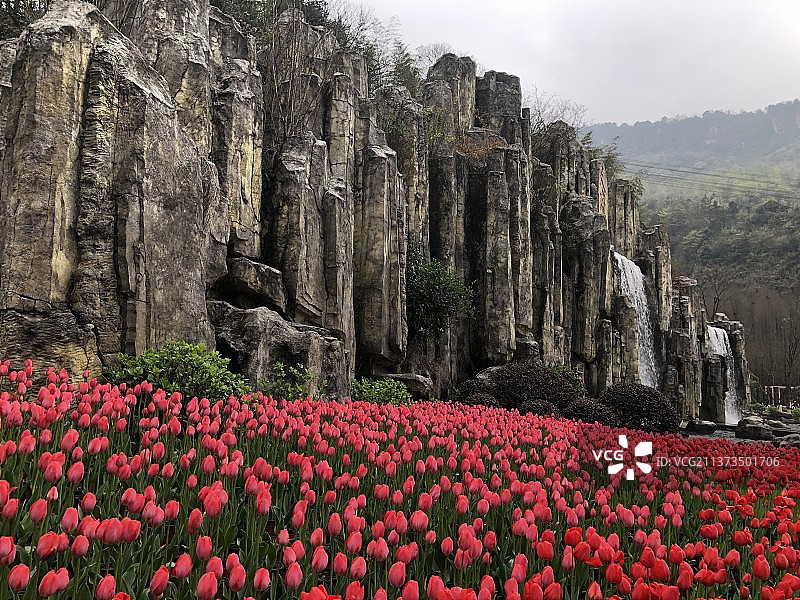 郁金香花海图片素材