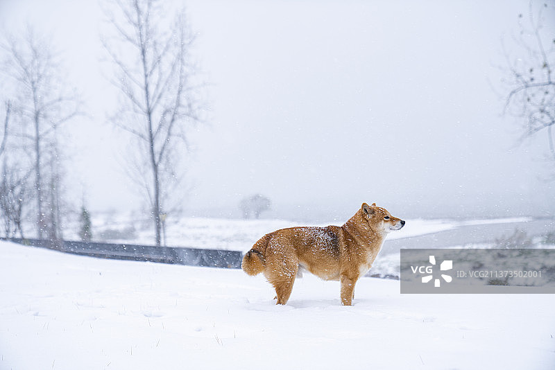 柴犬，宠物图片素材
