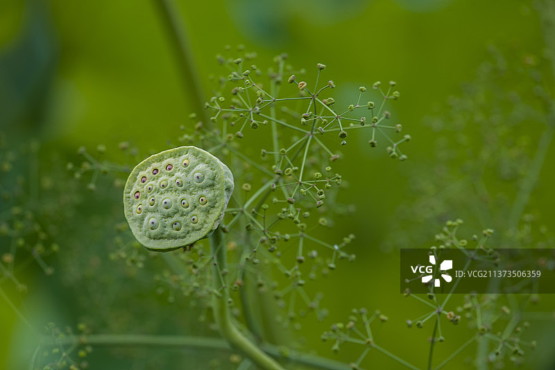 荷花，荷叶，莲蓬，蜻蜓。图片素材
