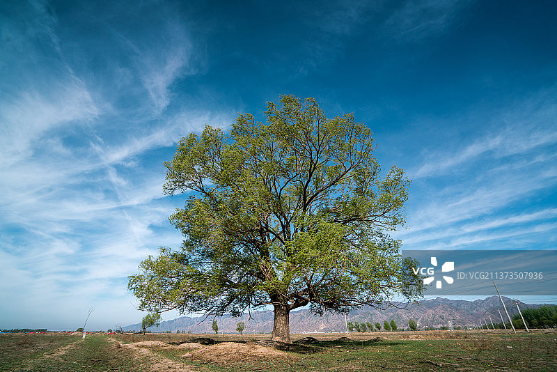 参天大树+内蒙古呼和浩特市土默特左旗敕勒川图片素材