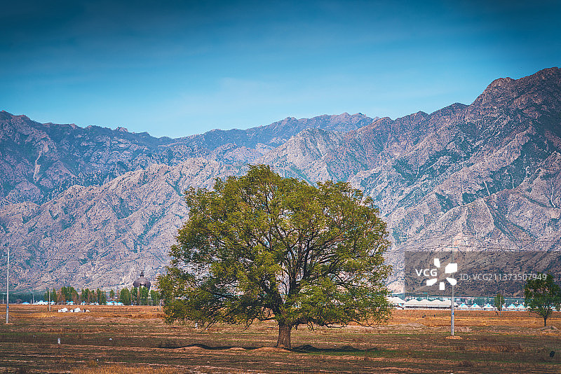 大树与阴山+内蒙古呼和浩特市土默特左旗敕勒川图片素材
