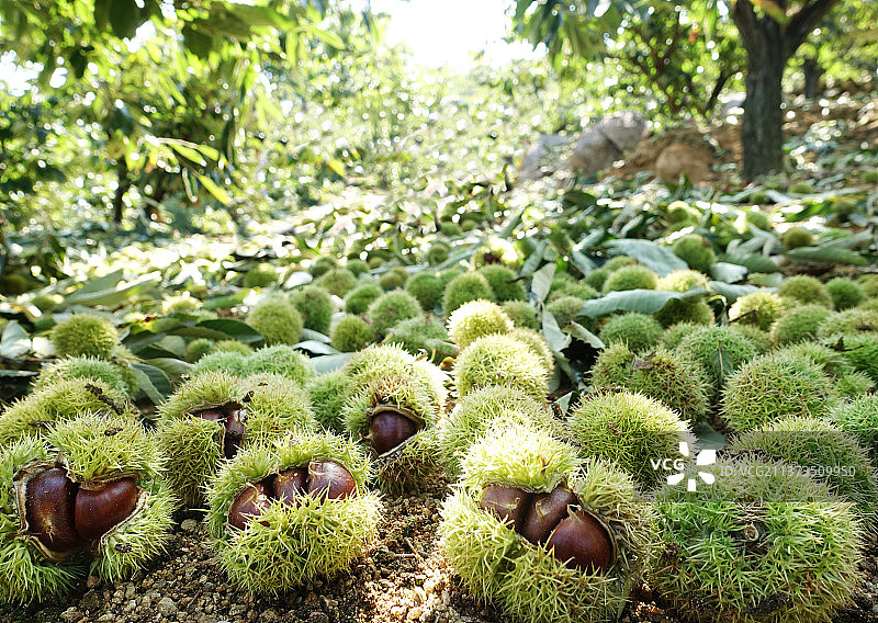 收获板栗果实图片素材