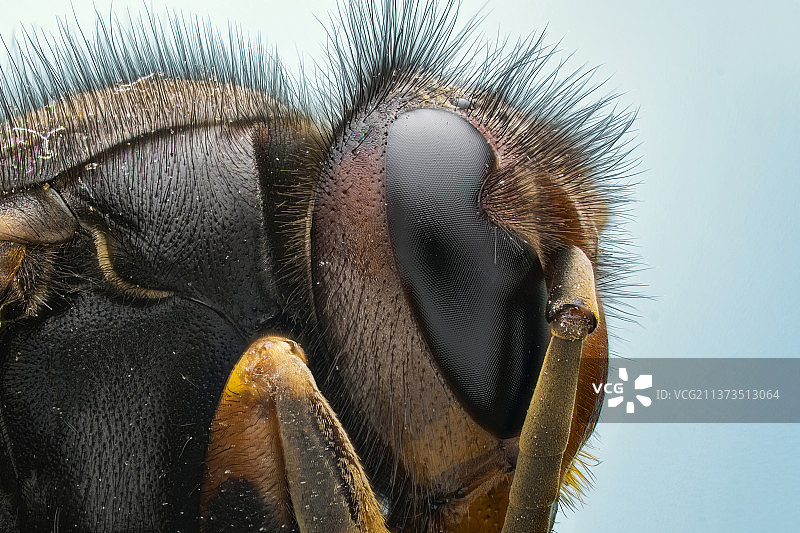 虎头蜂图片素材