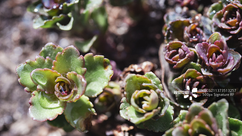 八宝景天露珠微距特写图片素材