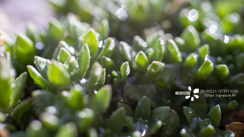 八宝景天露珠微距特写图片素材