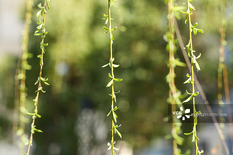 发芽的柳树枝图片素材