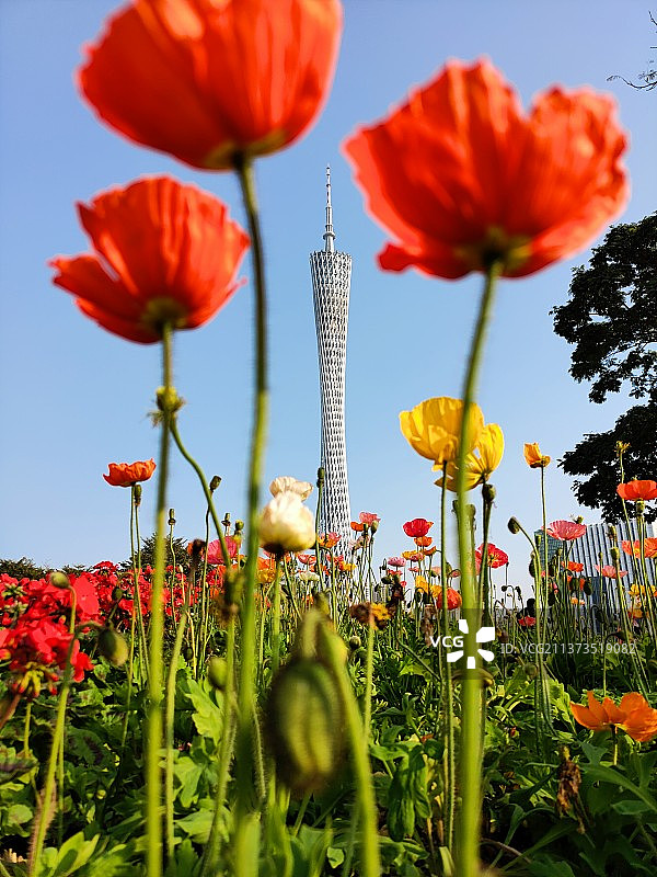 广州塔衬托下红色虞美人的特写镜头图片素材