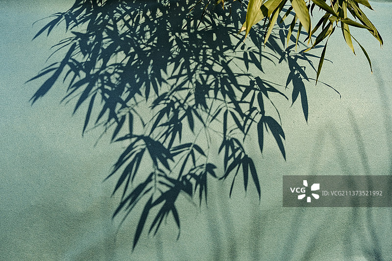 竹影图片素材