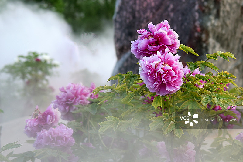 雾里看花国色天香牡丹花图片素材