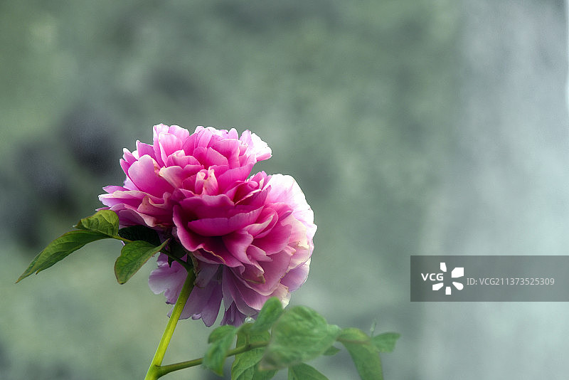 雾里看花国色天香牡丹花图片素材