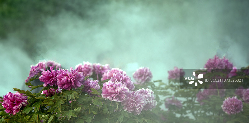 雾里看花国色天香牡丹花图片素材