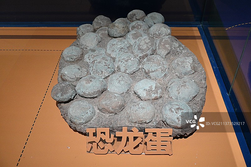 广西柳州白莲洞洞穴博物馆生物标本陈列图片素材