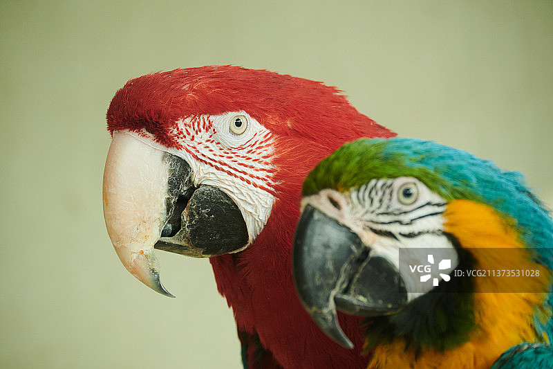 两只金刚鹦鹉图片素材