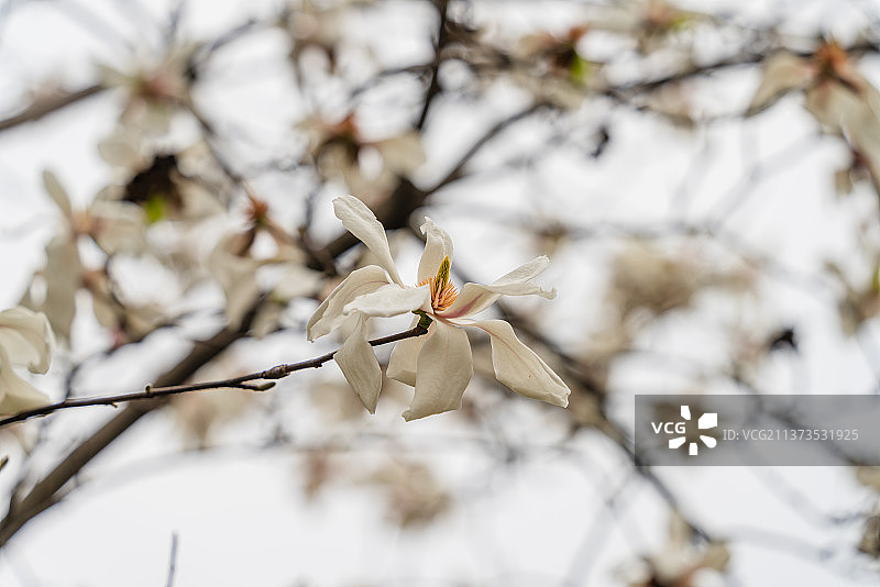 盛开的玉兰花图片素材