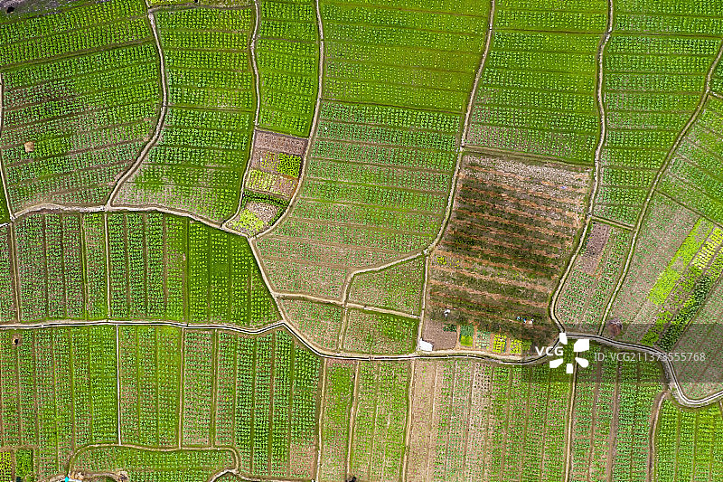 航拍温州市泰顺县梯田图片素材
